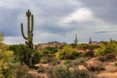 Scottsdale Arizona Saguaros arasında Homes