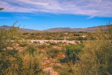 İlkbaharda Sonoran Çölü'nde boş yıkama