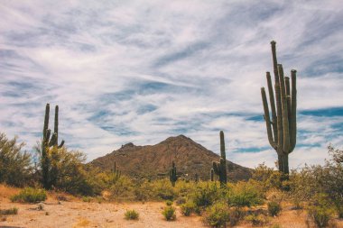 Scottsdale Arizona bahar çöldağ manzarası 