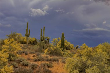 Saguaros ve Blooming Palo Verde ağaçları fırtına dan önce