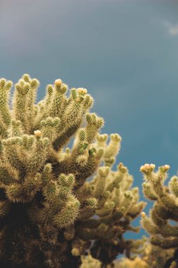 Sarı Cholla Kaktüs karanlık fırtınalı gökyüzüne karşı