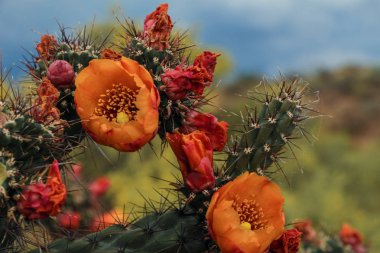 Parlak turuncu Cholla Cactus Scottsdale Arizona fırtınalı bir günde