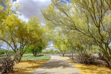 Bloom Palo Verde Ağaçları ile Scottsdale Arizona Pathway