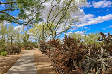 İlkbaharda yürüyüş yolu Arizona çöl parkı