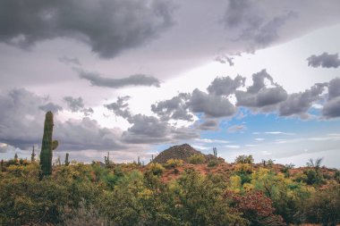 Bir bahar yağmur fırtınası önce Sonoran Çölü
