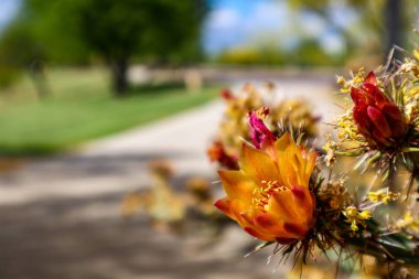 Scottsdale Arizona parlak turuncu Cholla Kaktüs çiçekleri