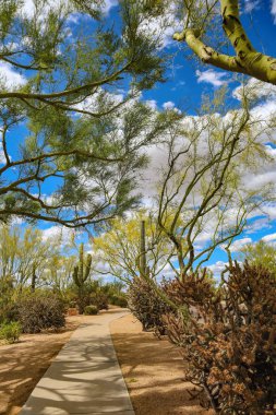 Scottsdale Arizona Park bahar çiçeklenme sırasında