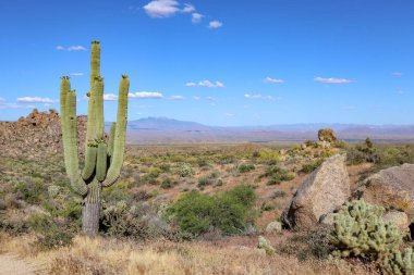 Sonoran Çölü'nde büyük Saguaro Kaktüs
