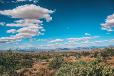 İlkbaharın başlarında Sonoran Çölü