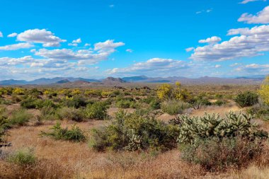 İlkbaharda Sonoran Çölü Manzarası