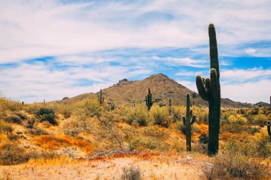 Saguaros sıcak çiçek açan Sonoran Çölü'nde 