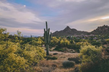 Saguaro bahar aylarında çiçek açan Palo Verde ağaçları arasında  