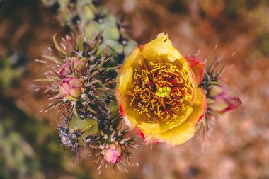Scottsdale Arizona 'daki Sarı Cholla Kaktüs Çiçeği
