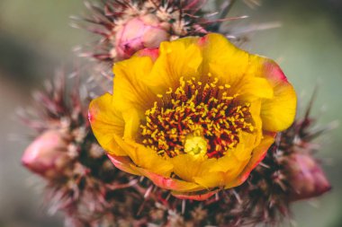 Scottsdale Çölü'nde sarı Cholla Kaktüs