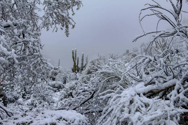 Enorme Saguaro Distancia Cubierto Nieve Scottsdale Arizona — Foto de Stock