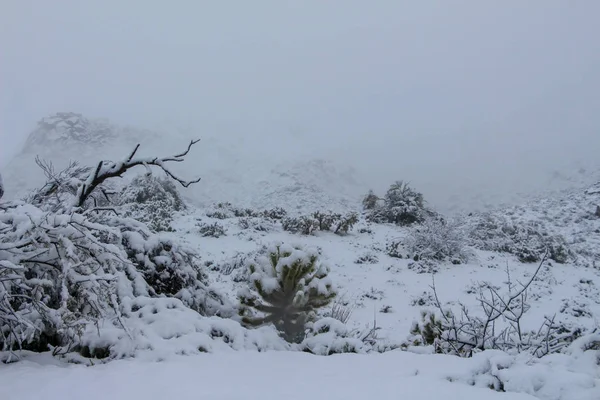 Neve Coberta Scottsdale Arizona Paisagem Deserto — Fotografia de Stock