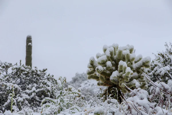 Teddy Bear Cholla Cactus Cubierto Nieve Scottsdale Arizona — Foto de Stock