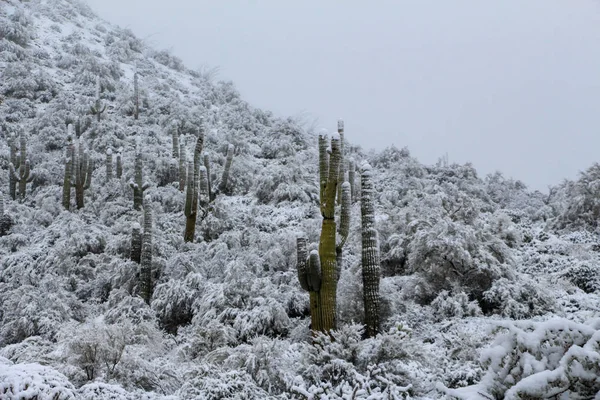 Saguaros Cacti Norte Scottsdale Después Una Tormenta — Foto de Stock