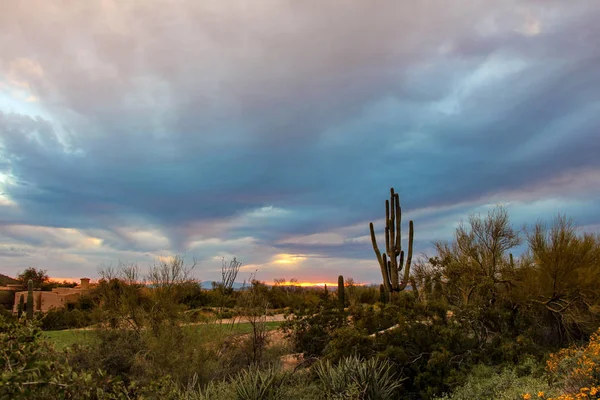 Saguaro Piedi Alto Luminoso Tramonto Scottsdale — Foto Stock