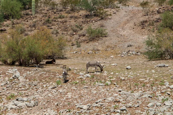 Wild Burros Lake Pleasant — Stock Photo, Image