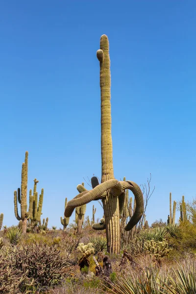Saguaros Vårtid Scottsdale Arizona — Stockfoto