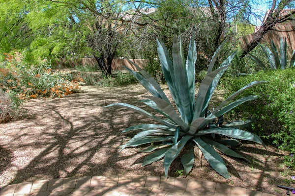 Agave Pflanze Der Nähe Von Wohnhäusern Südwesten — Stockfoto