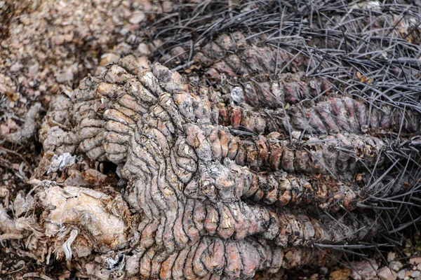 Död Kaktus Arizona — Stockfoto