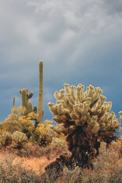 Cholla Kaktus Och Saguaros Den Mörka Himlen — Stockfoto