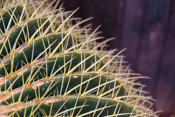 Cerca Cactus Barril Arizona — Foto de Stock