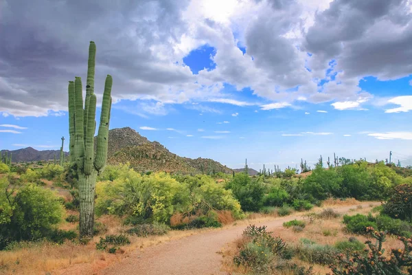 Arizona Desert hiking trail in Scottsdale Arizona