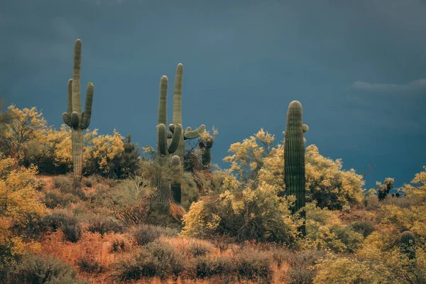 Saguaros Palo Verde Florecen Ante Una Tormenta — Foto de Stock
