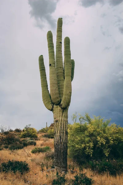 Saguaro Solitaire Debout Dans Les Nuages Tempête — Photo