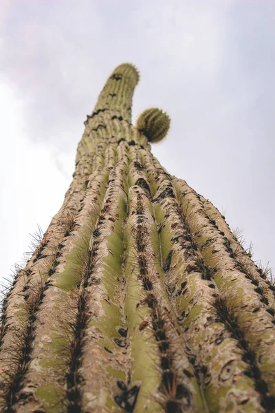 スコッツデールアリゾナ州で1つの小さな腕を持つ古いサグアロサボテンを見上げる — ストック写真