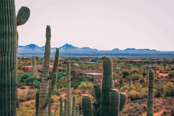 Saguaros Und Ein Haus Südwesten Hintergrund — Stockfoto
