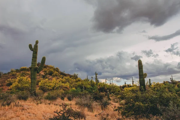 Desierto Scottsdale Esperando Tormenta Inminente — Foto de Stock