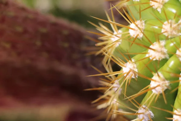 Cerca Cactus Barril Scottsdale Arizona — Foto de Stock