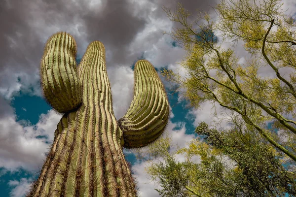 Mirando Cactus Saguaro Hacia Cielo Gris — Foto de Stock