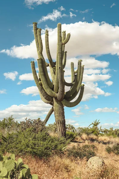 Büyük Saguaro Kaktüs Sıcak Arizona Güneşinde Uzun Boylu Ayakta — Stok fotoğraf