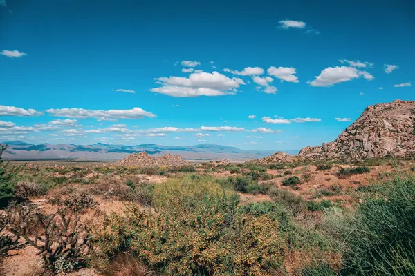 Désert Sonoran Fleurit Printemps — Photo