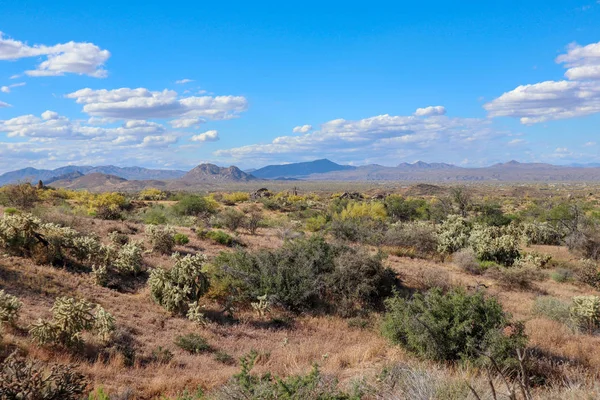 Sonoran Desert Весеннее Время — стоковое фото