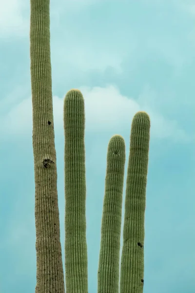 Wysokie Saguaro Chłodnym Niebieskim Scottsdale Niebo — Zdjęcie stockowe