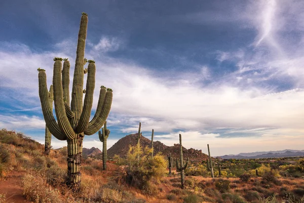 Saguaros Warm Scottsdale Sun — Stock Photo, Image