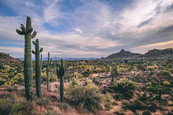 Saguaros Surplombant Sol Désert North Scottsdale — Photo