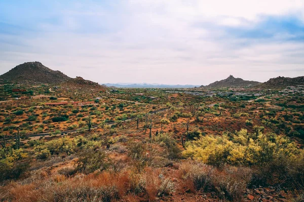 Floreciente Colorido Desierto Scottsdale — Foto de Stock
