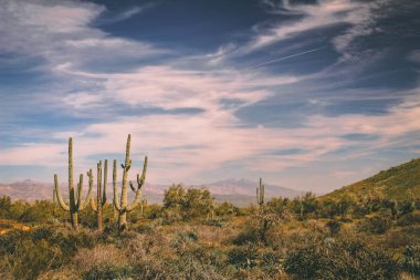Sıcak Scottsdale güneşinde Saguaros evreleme