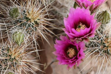 Scottsdale Arizona mor kaktüs çiçekleri