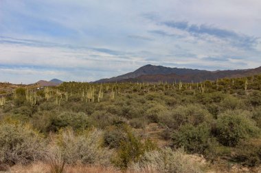 Tonto Ulusal Ormanı'nda Saguaros