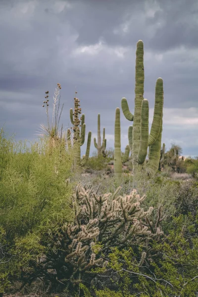 Saguaros Una Planta Yuca Desierto Sonora Antes Una Tormenta Primavera — Foto de Stock