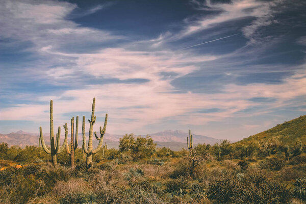 Saguaros staging in the warm Scottsdale sun
