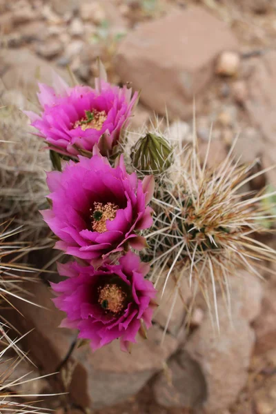 Lila Kaktus Blommor Blom — Stockfoto